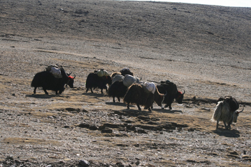 10.05.2009: Auf dem Weg nach Shigatze - Yak Herde am Wegesrand