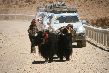 22.04.2009: Mount Everest - XWORLD and young herder driving yaks
