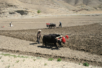 18.05.2009: Landwirtschaft in Tibet