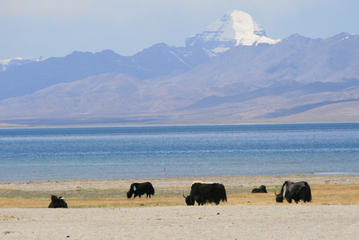 22.05.2009: Yaks by Lake Manasarovar, Mount Kailash in the distance