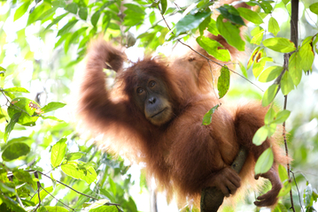 8.1.2009 - Indonesia, Sumatra, Bukit Lawang, orang-utans in rain forest