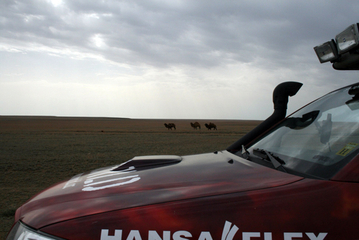 24. April 2008: Kamele in Shalqar, Kasachstan