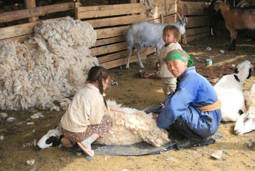 21.6 Mandakh: Sheep shearing