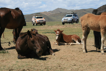 20.6 Mandakh; Horses on the steppe