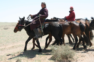 21.6 Mandakh: Training horses for the Naadam festival in Mongolia