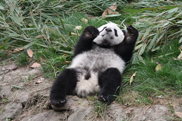 06.04.2009: Chengdu - panda breeding centre