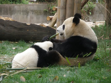 06.04.2009: Chengdu - Aufzuchtstation für Panda Bären